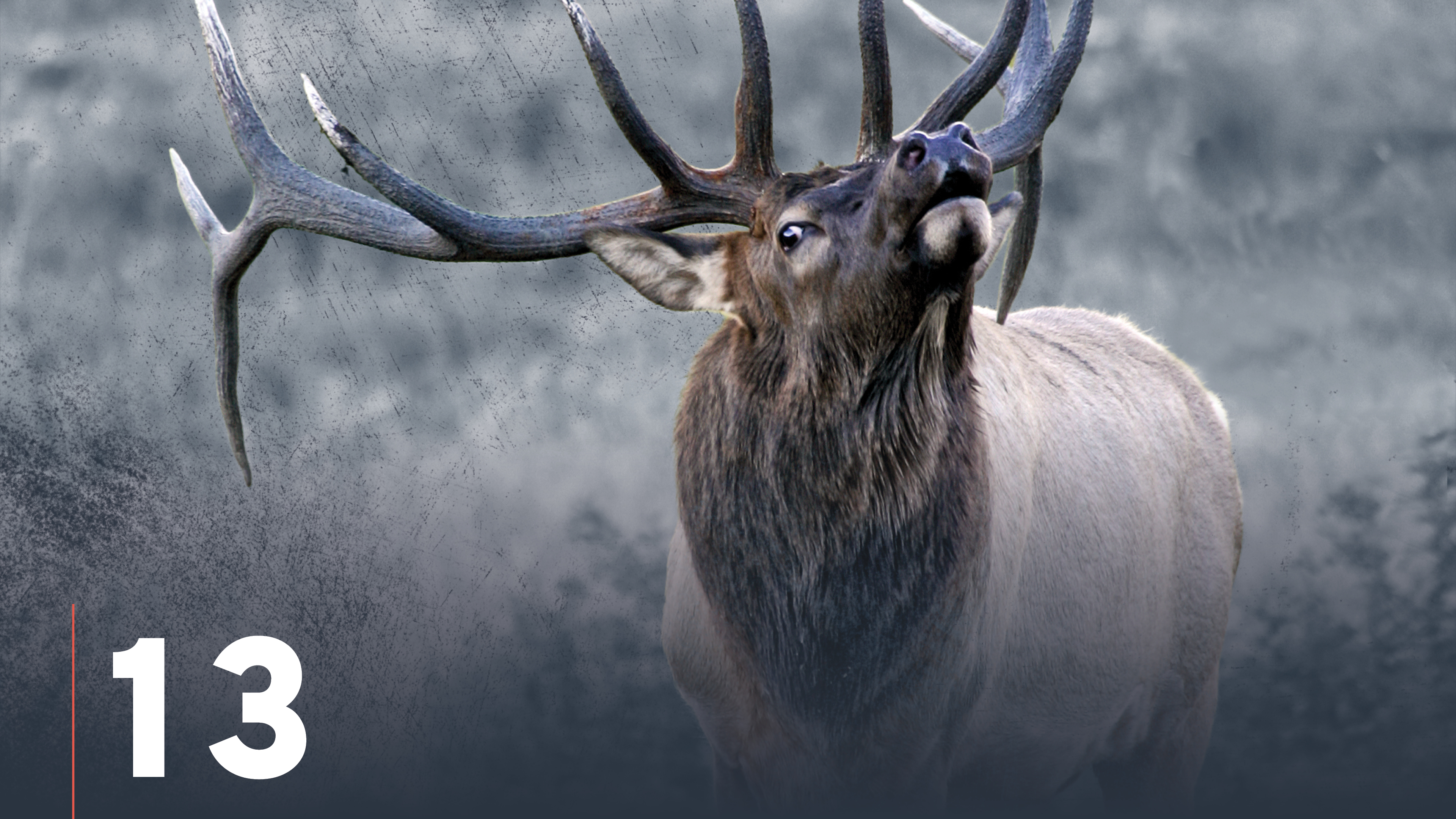 Elk Cartridges & Calibers