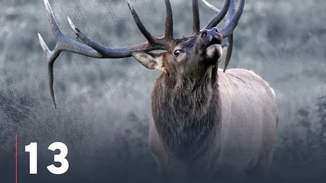 Elk Cartridges & Calibers