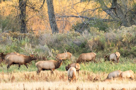 Chapter 5 - Pre / Peak Rut Cow Elk Hu...