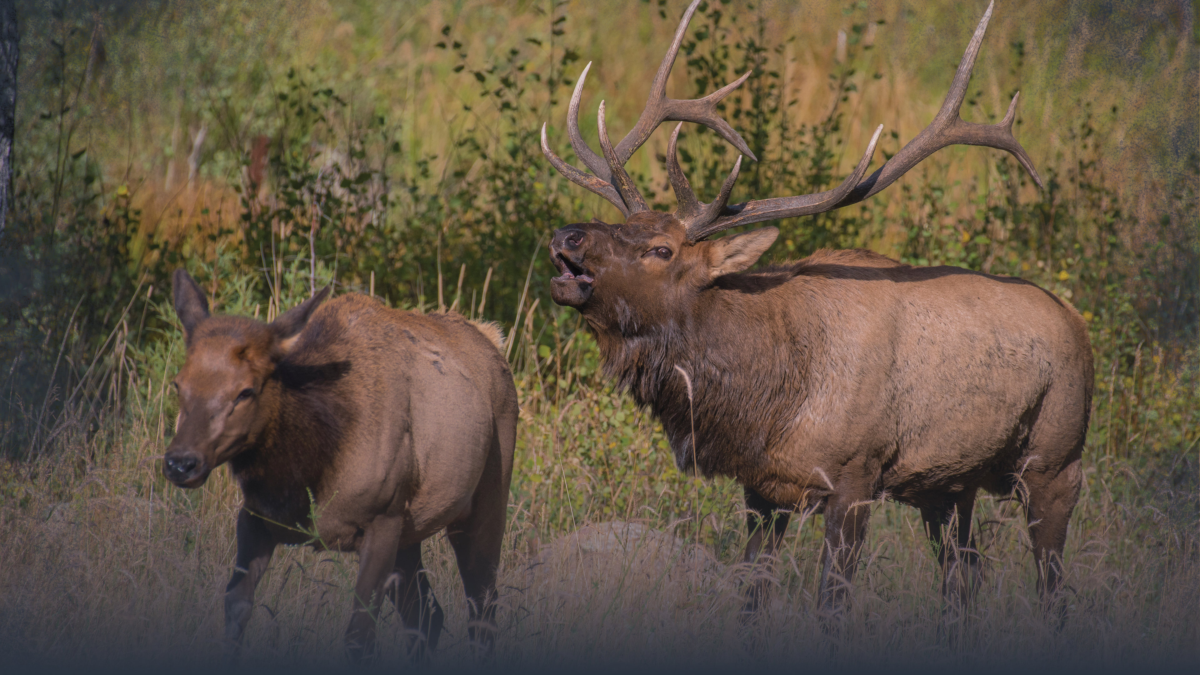 Understanding Elk Sounds