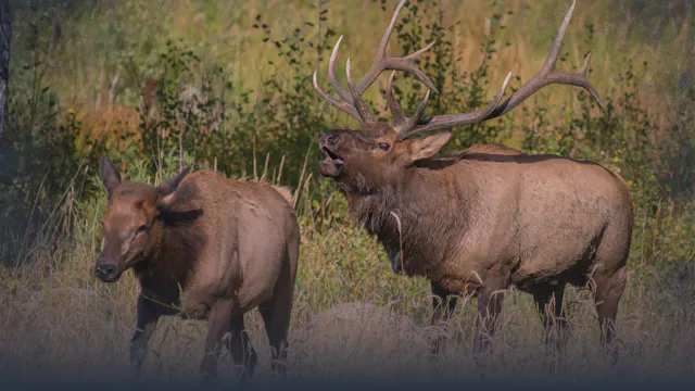 Understanding Elk Sounds