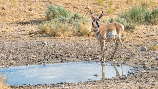 Ch. 4 - Pronghorn Antelope Needs: Food & Forage