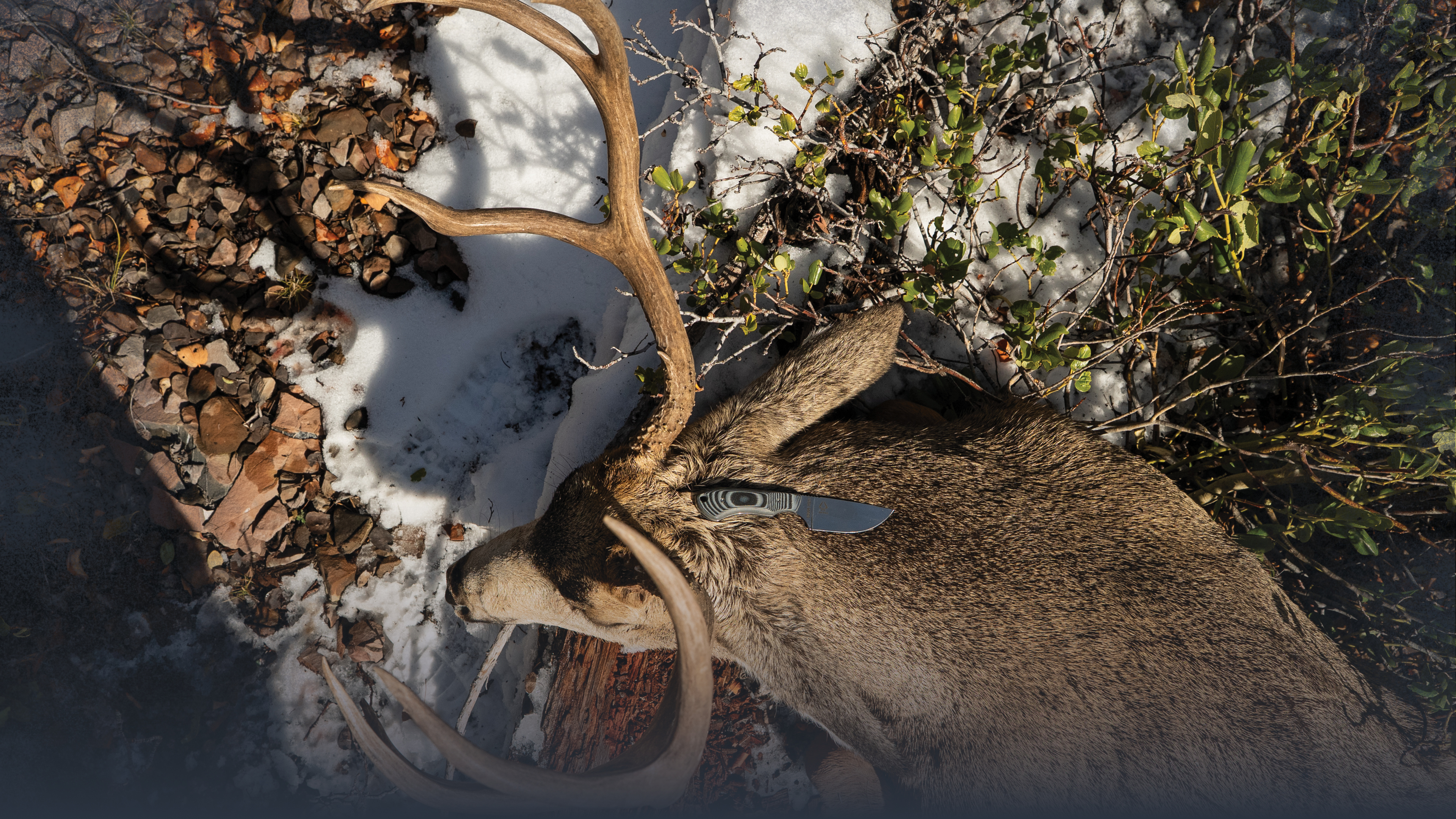 Conclusion to Finding Mule Deer