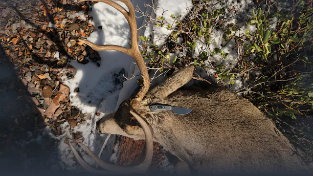Conclusion to Finding Mule Deer