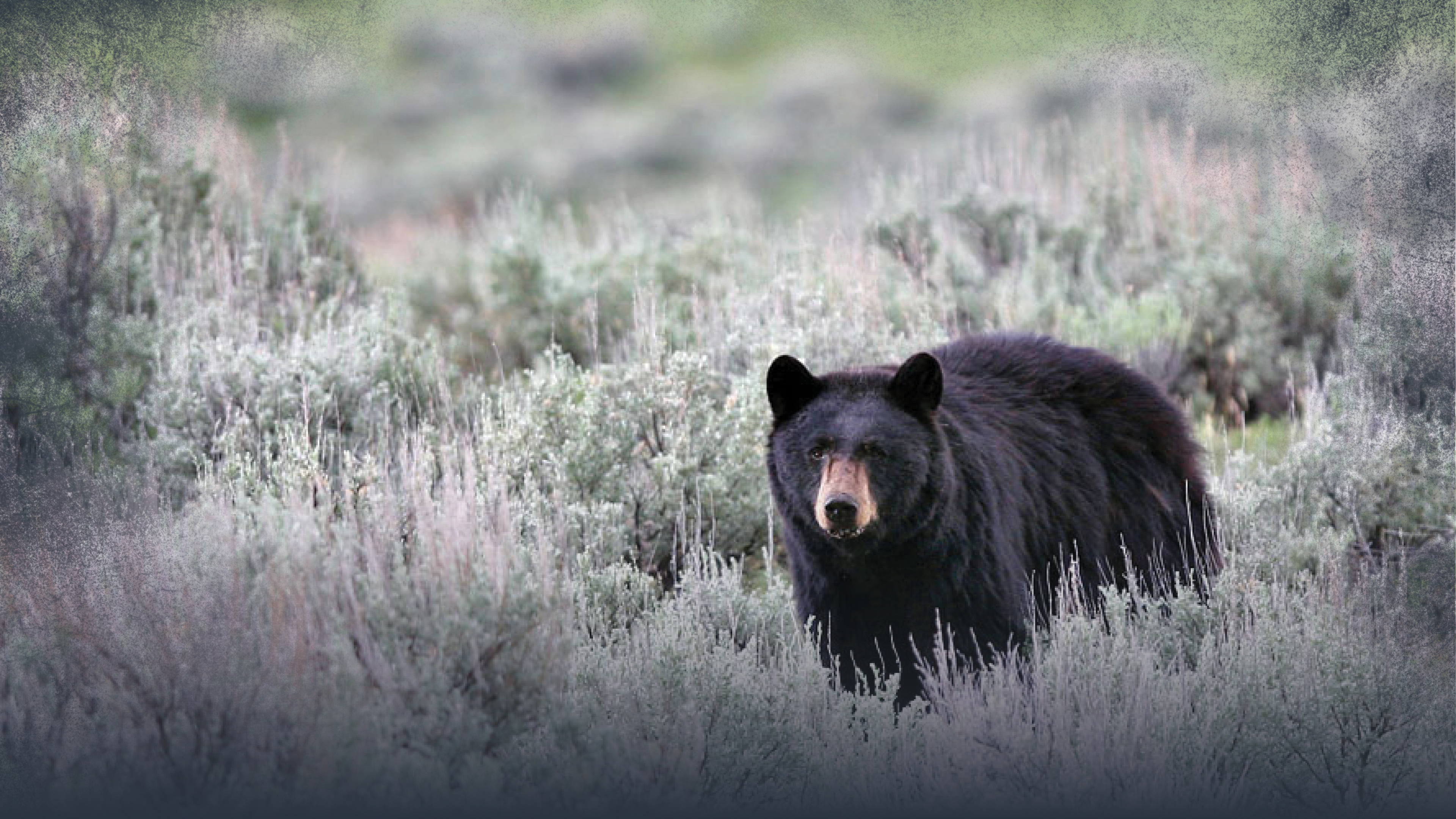 Bear Identification
