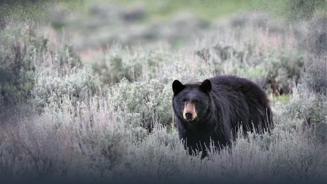 Bear Identification