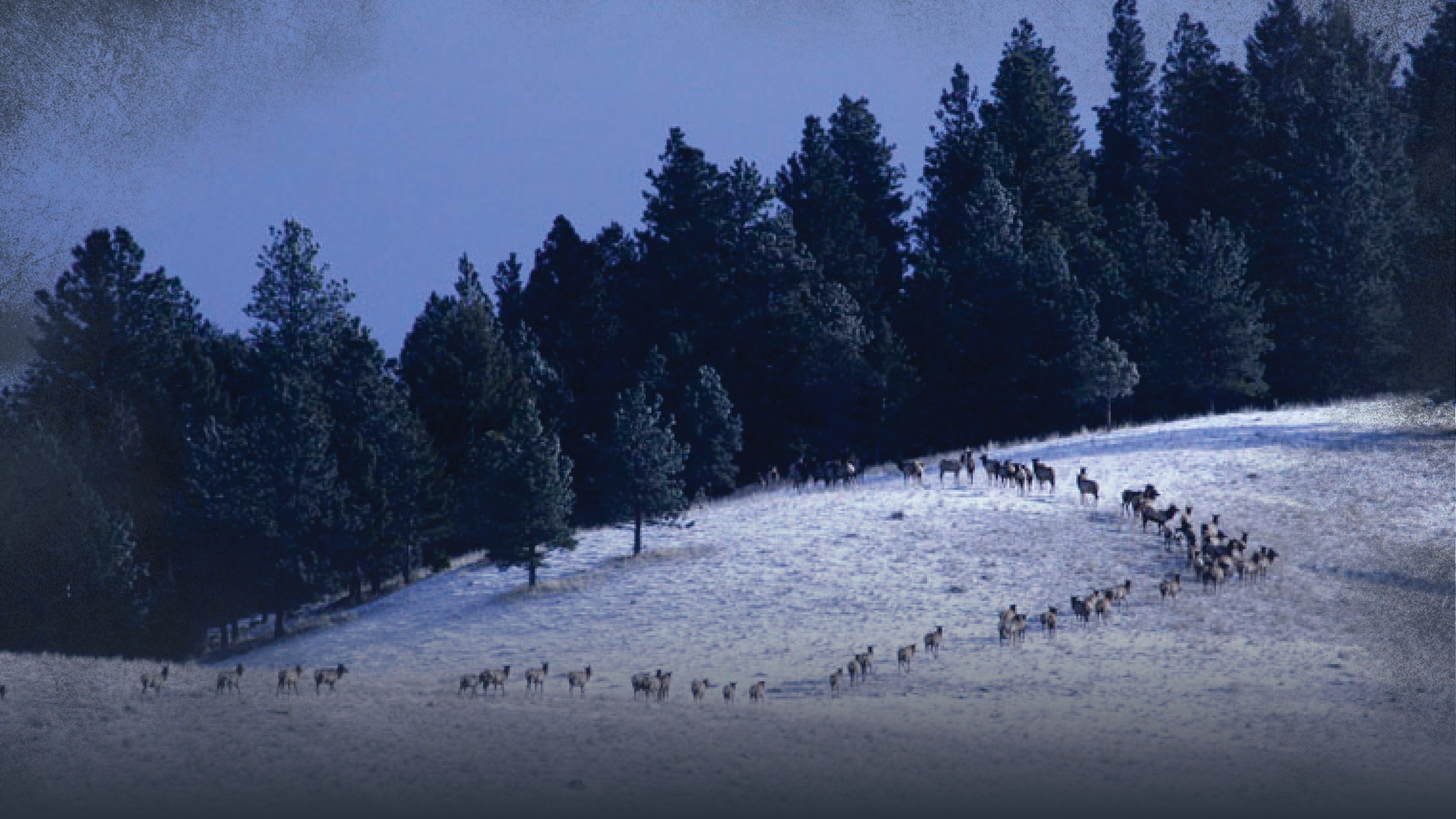 Elevation & Migration