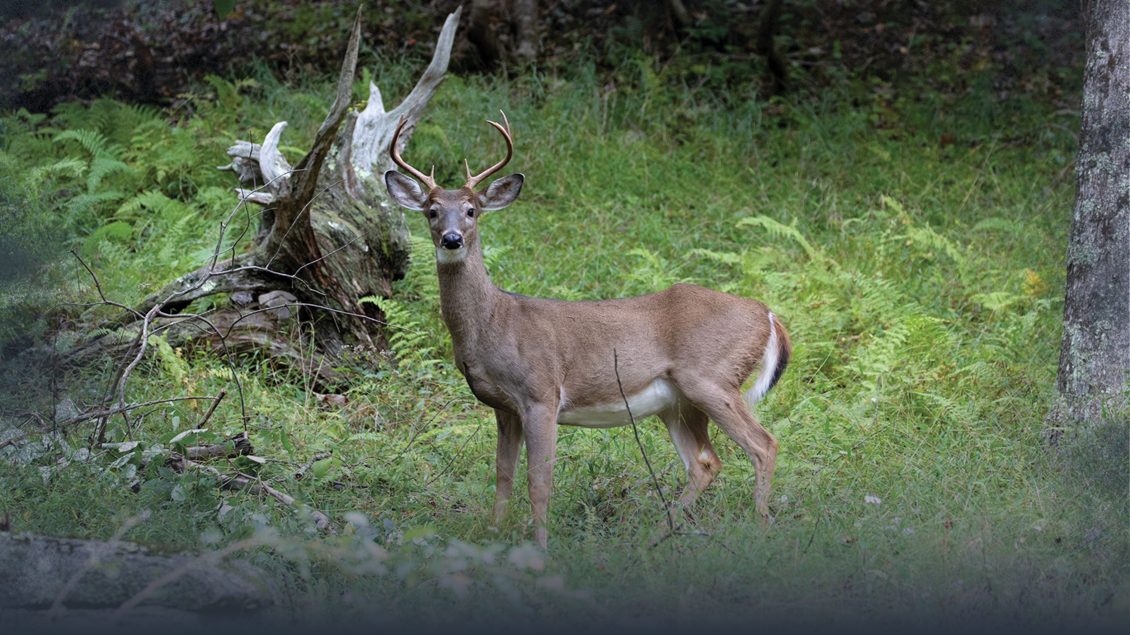 Whitetail Deer E-Scouting Basics