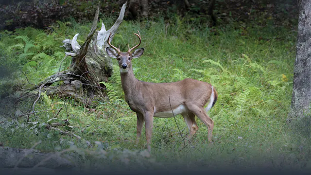Whitetail Deer E-Scouting Basics