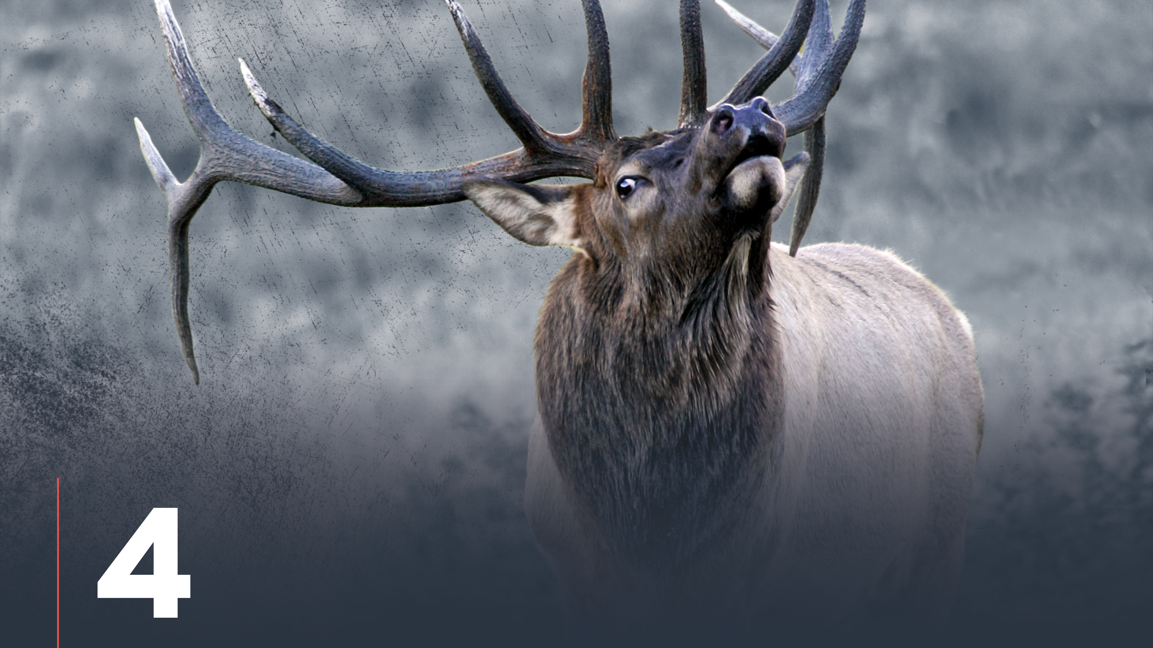 Elk Sanctuaries