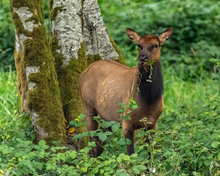 Chapter 3 - Cow Elk Nutrition & Forage  