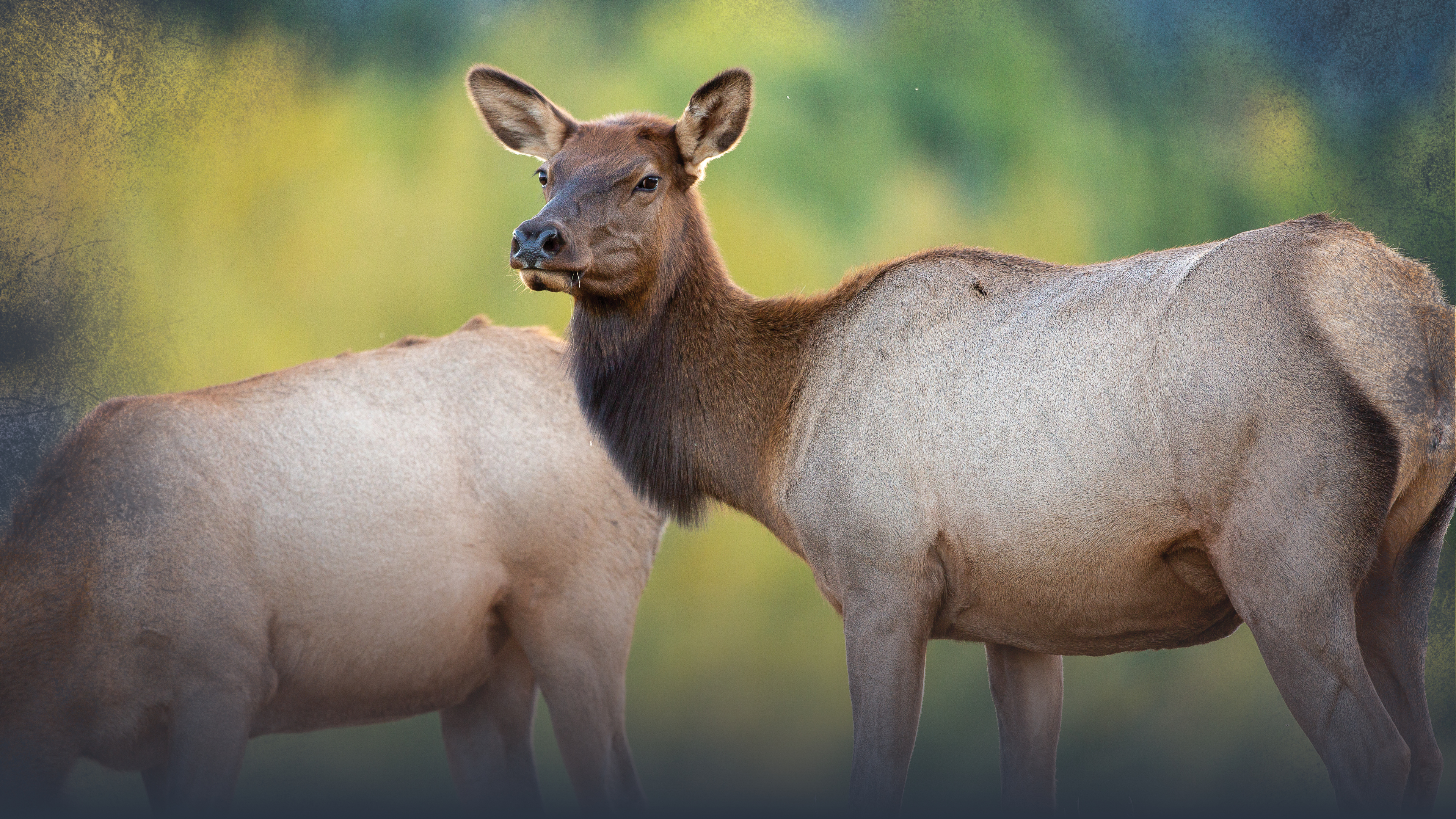 Introduction to Cow Elk