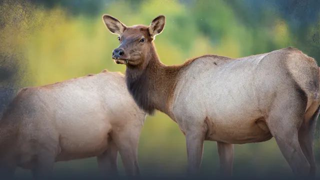 Introduction to Cow Elk