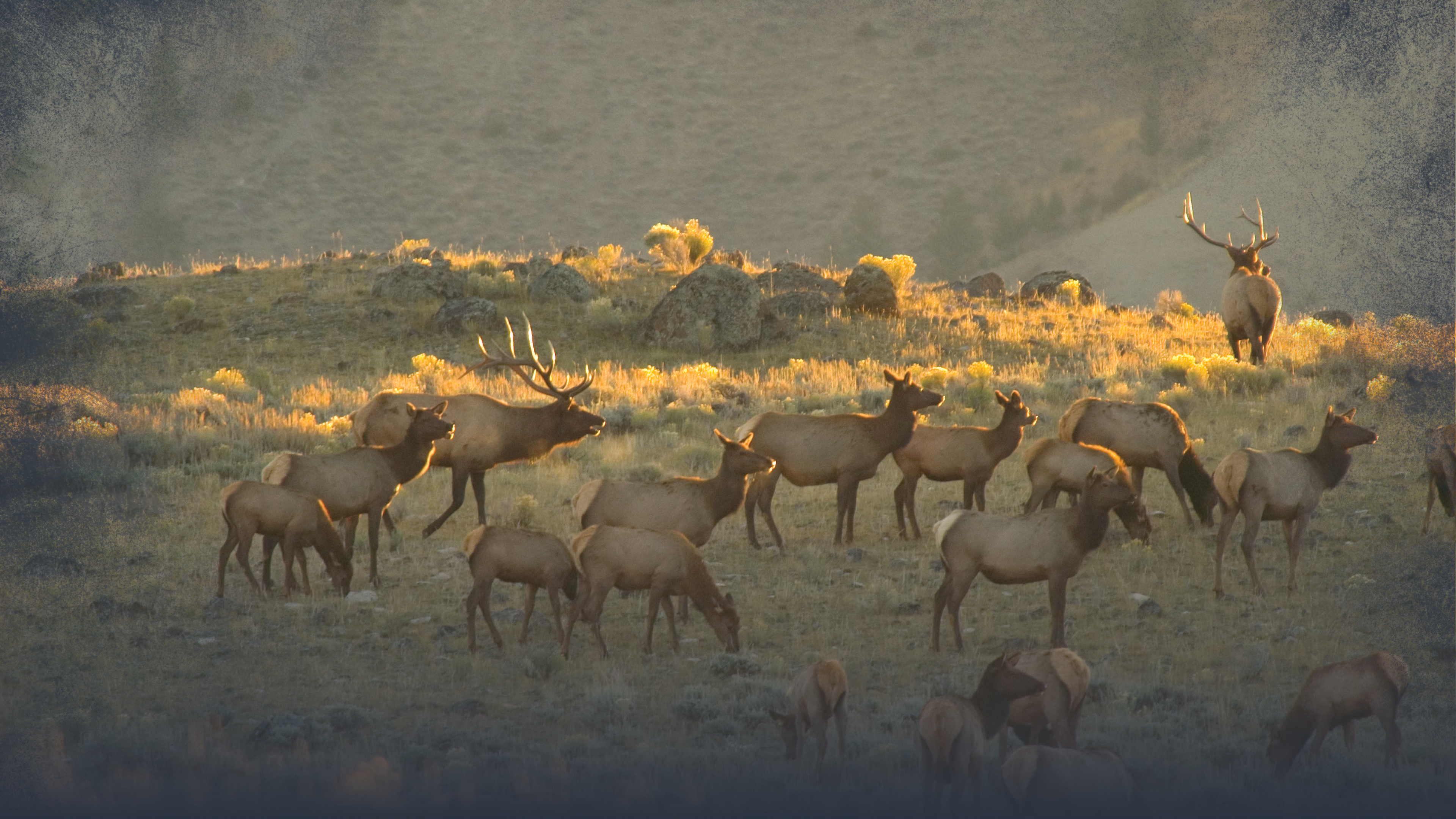 Pre / Peak Rut Cow Elk Hunting Tactics