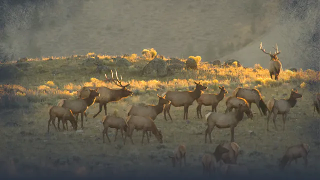 Pre / Peak Rut Cow Elk Hunting Tactics