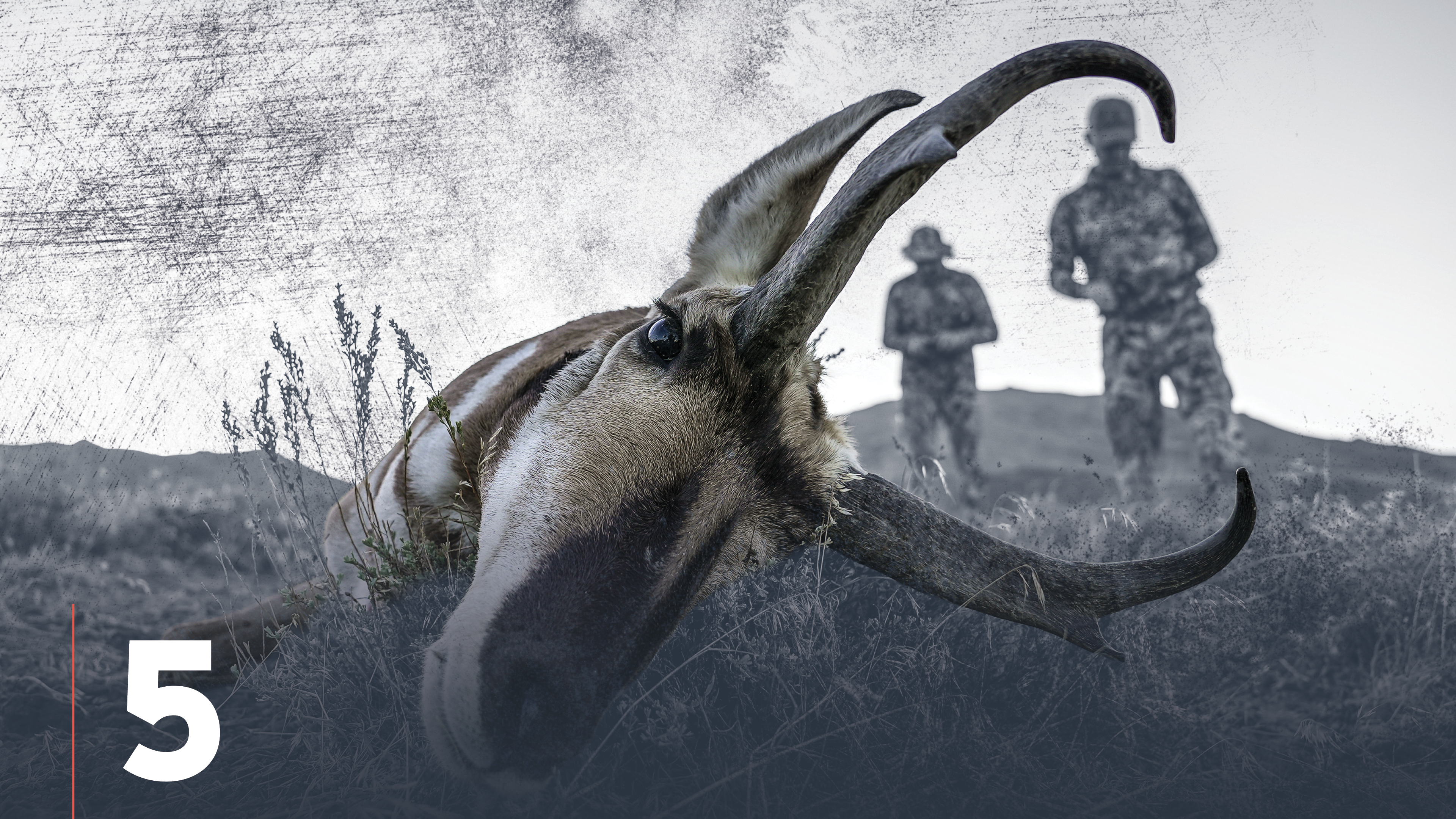 Pronghorn Antelope Behavior in Hunting Season