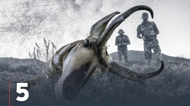 Pronghorn Antelope Behavior in Huntin...