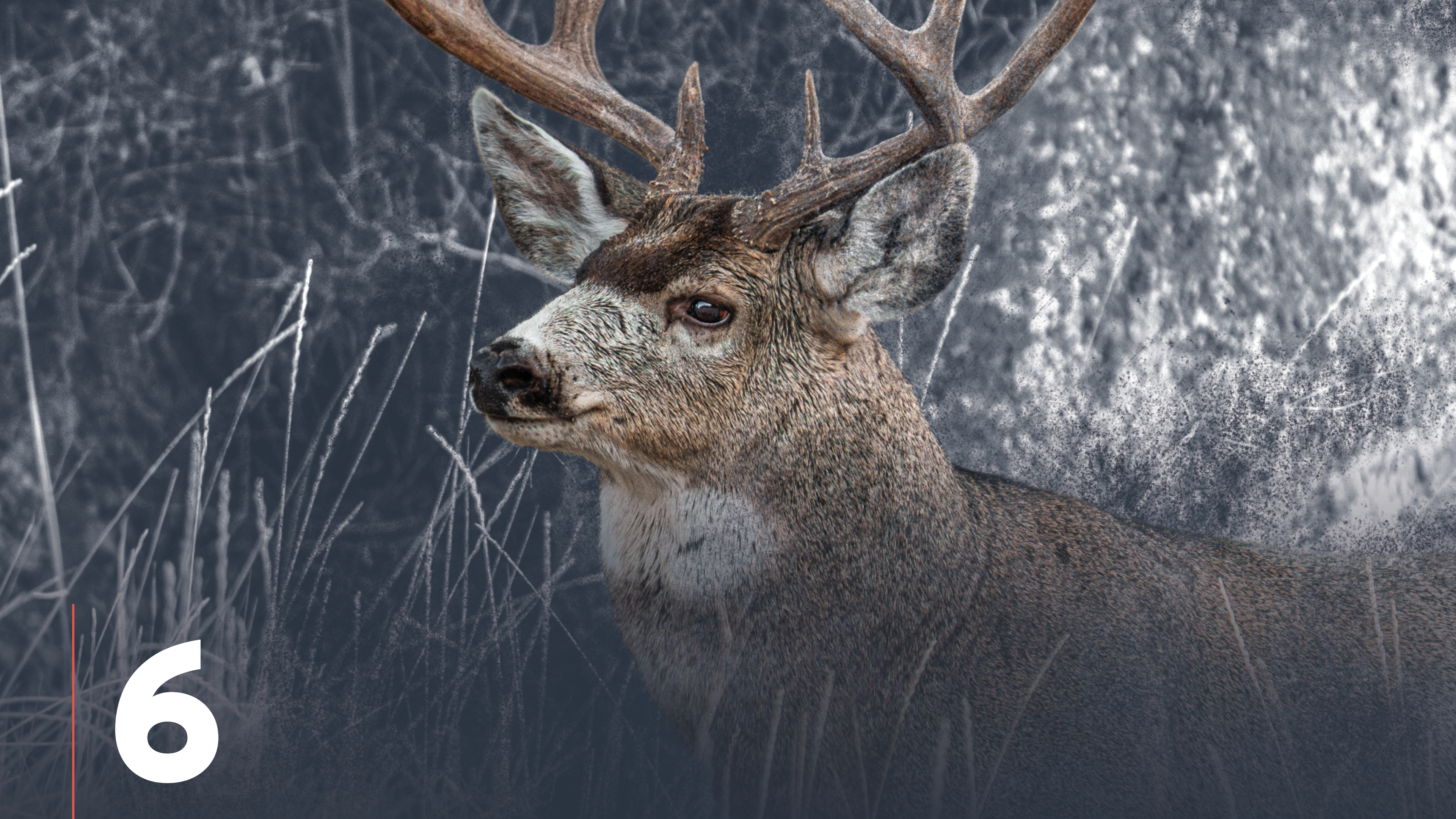 E-Scouting Mule Deer