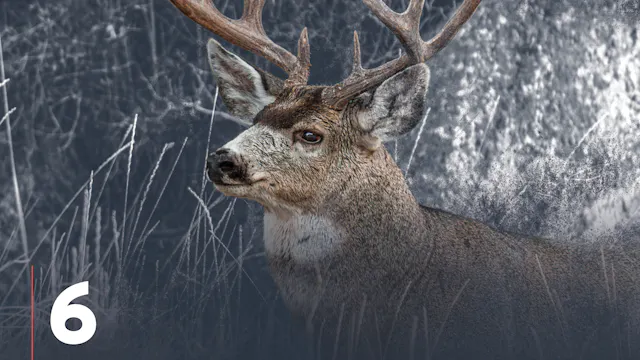 E-Scouting Mule Deer