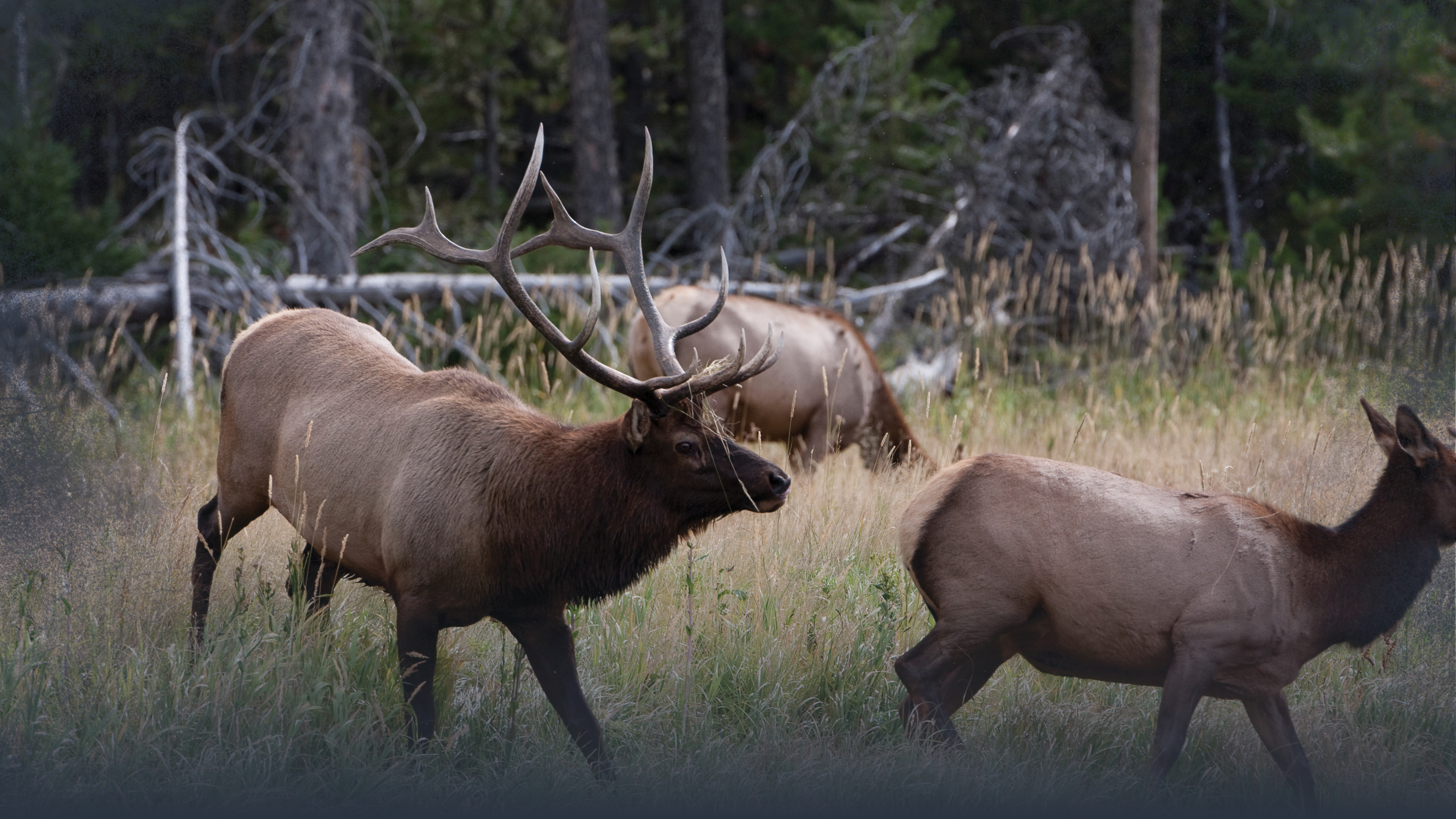 Locating Elk: Understanding Needs