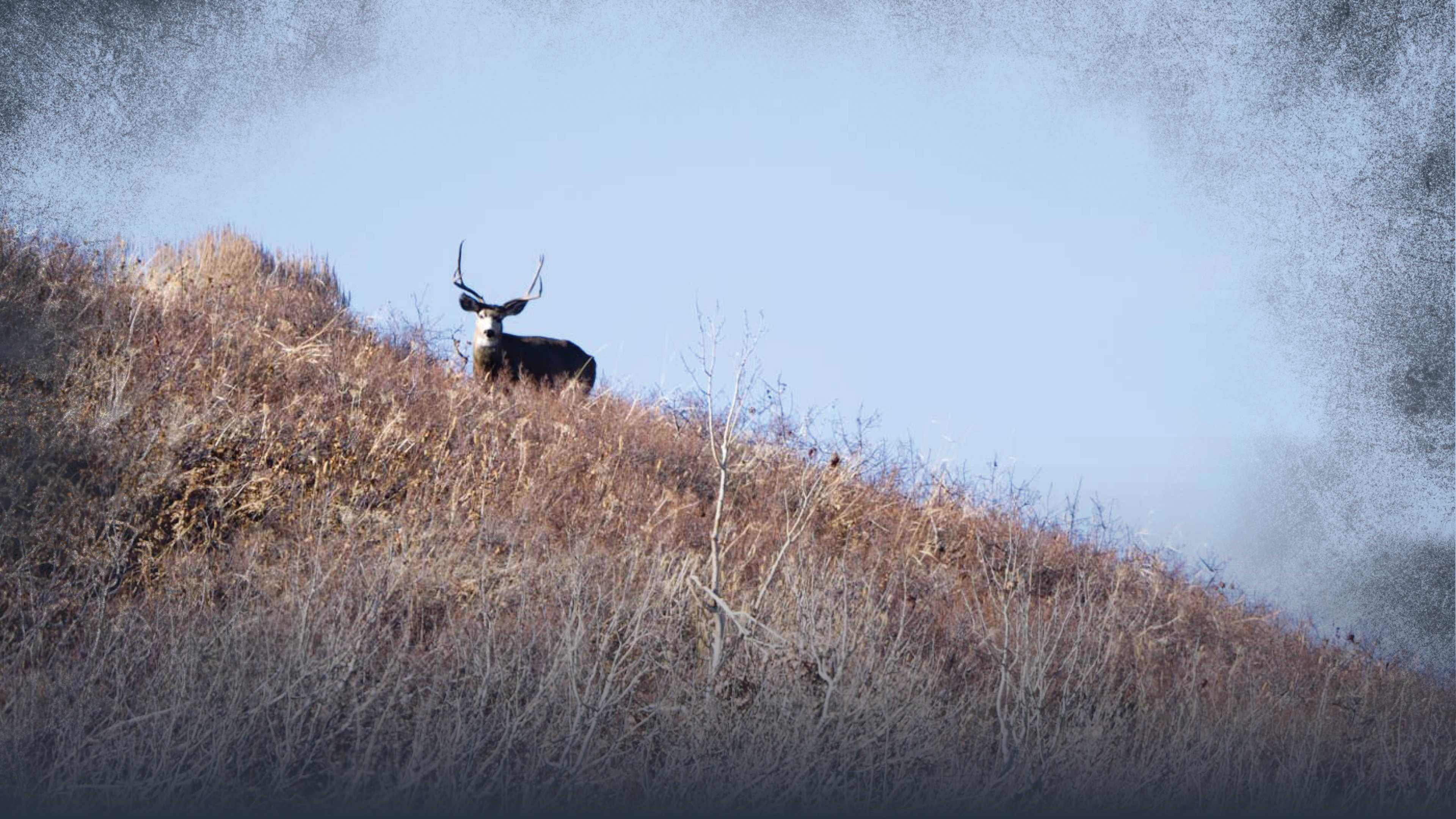 Mule Deer Habitat