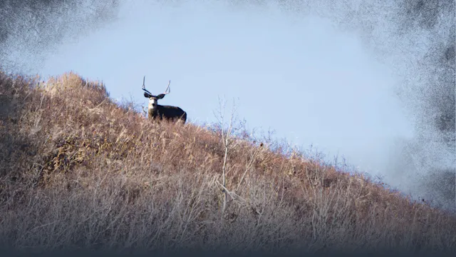 Mule Deer Habitat