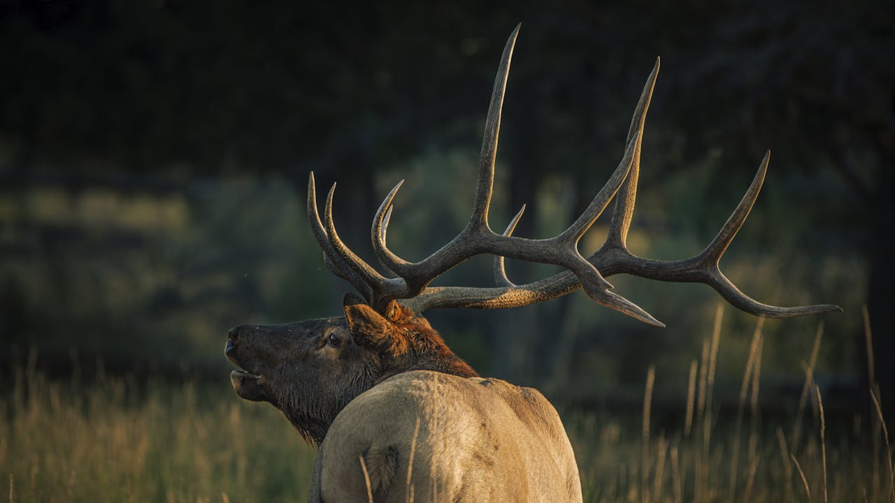 Ch. 6 Understanding Elk Sounds OutdoorClass // The Best in Hunting and Outdoors Education