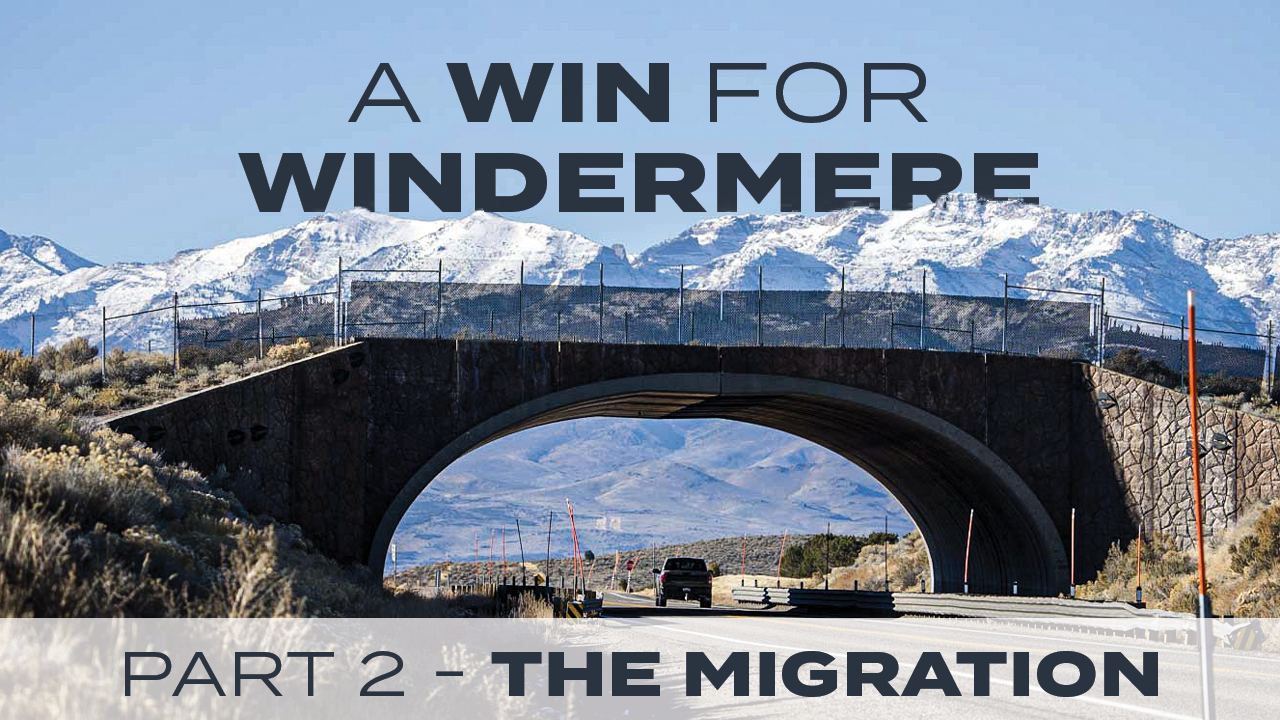 A Win for Windermere - Part 2: The Migration