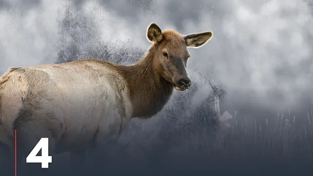 Finding Cow Elk