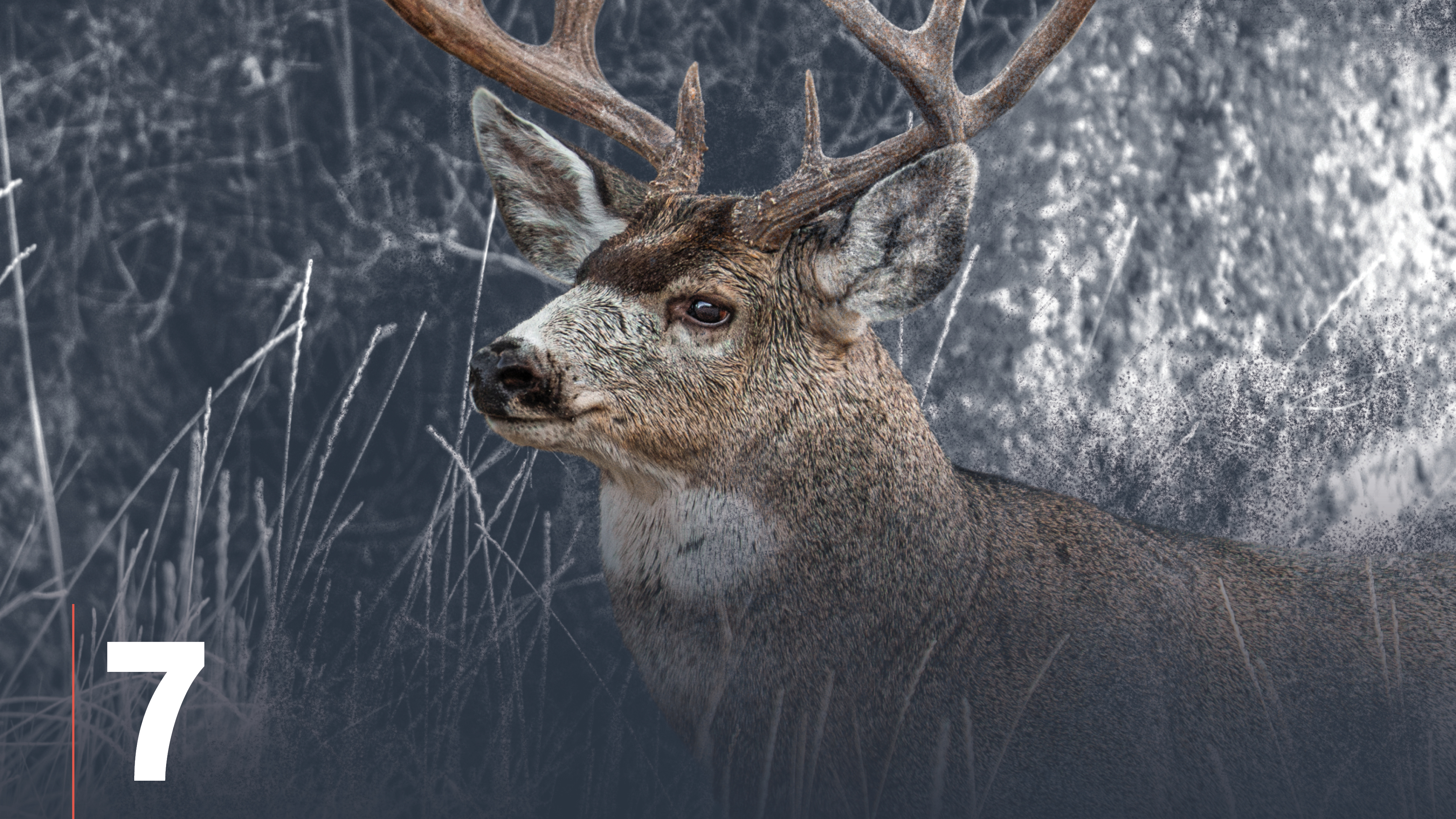 Glassing Mule Deer