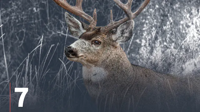Glassing Mule Deer