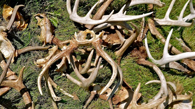 Ch. 9 - Whitetail Deer Shed Hunting