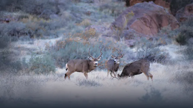 Mule Deer Stalks by the Numbers