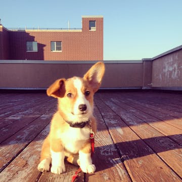 Indiana the Corgi