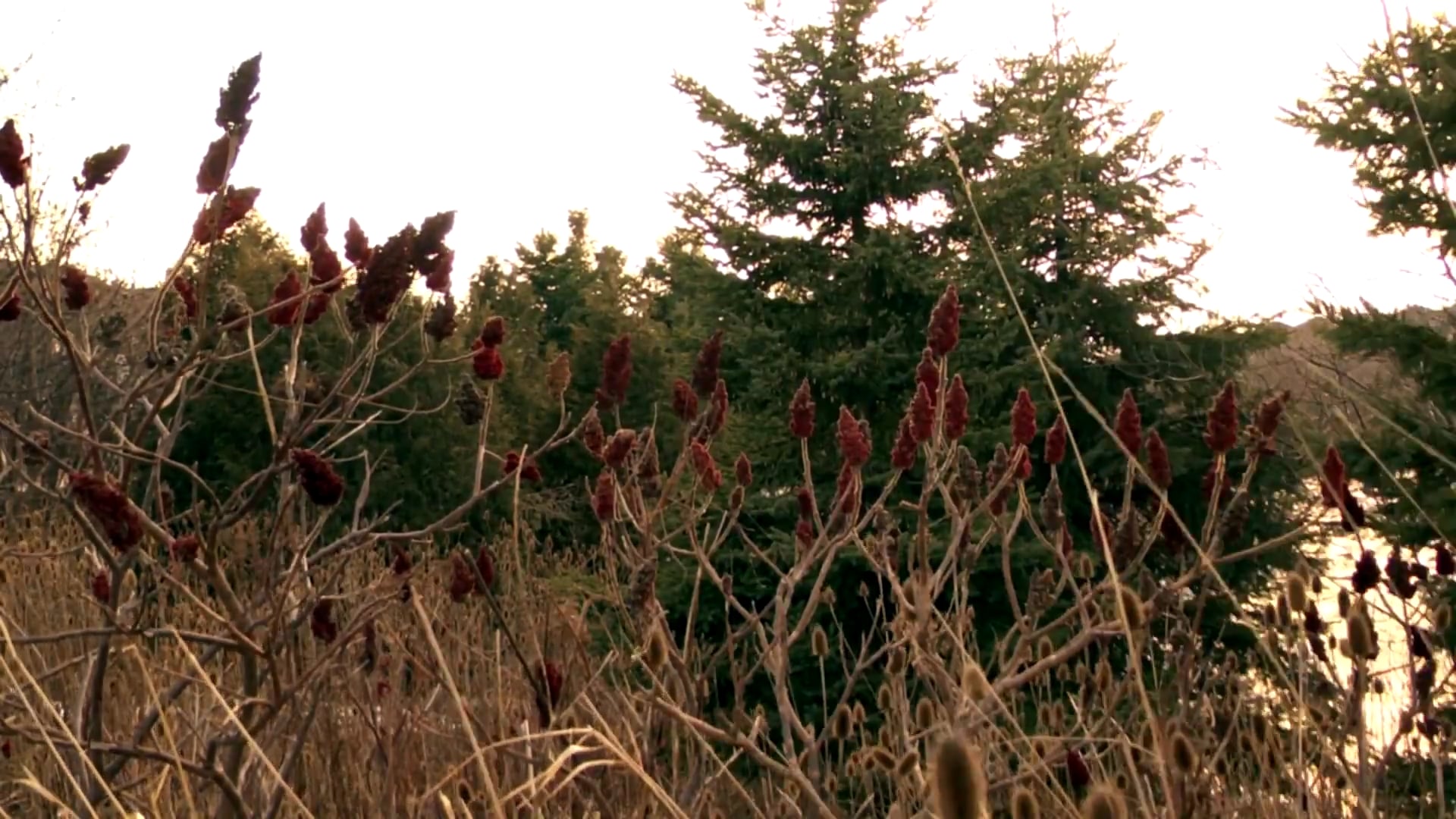 The Spell Tutor - Episode 1.2 The Nest of the Calidor