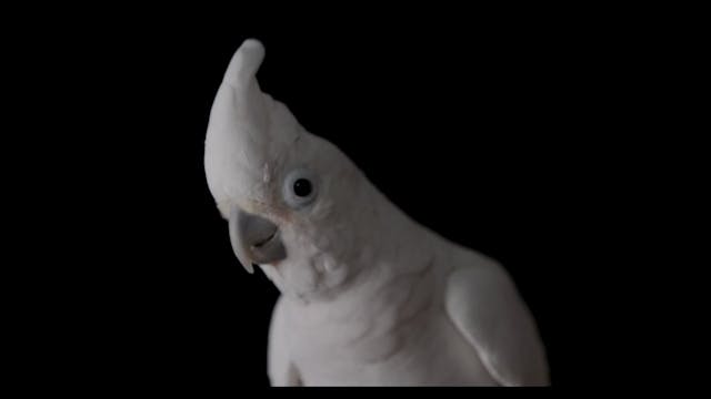 Parrot Kindergarten