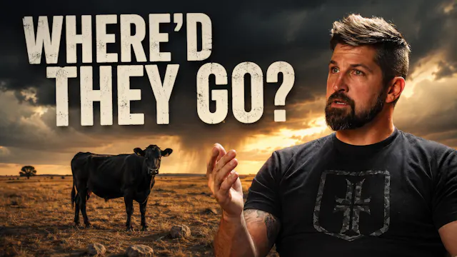 Why America Is Running Out of Cattle?
