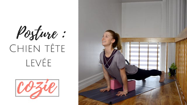 Posture - Chien tête levée