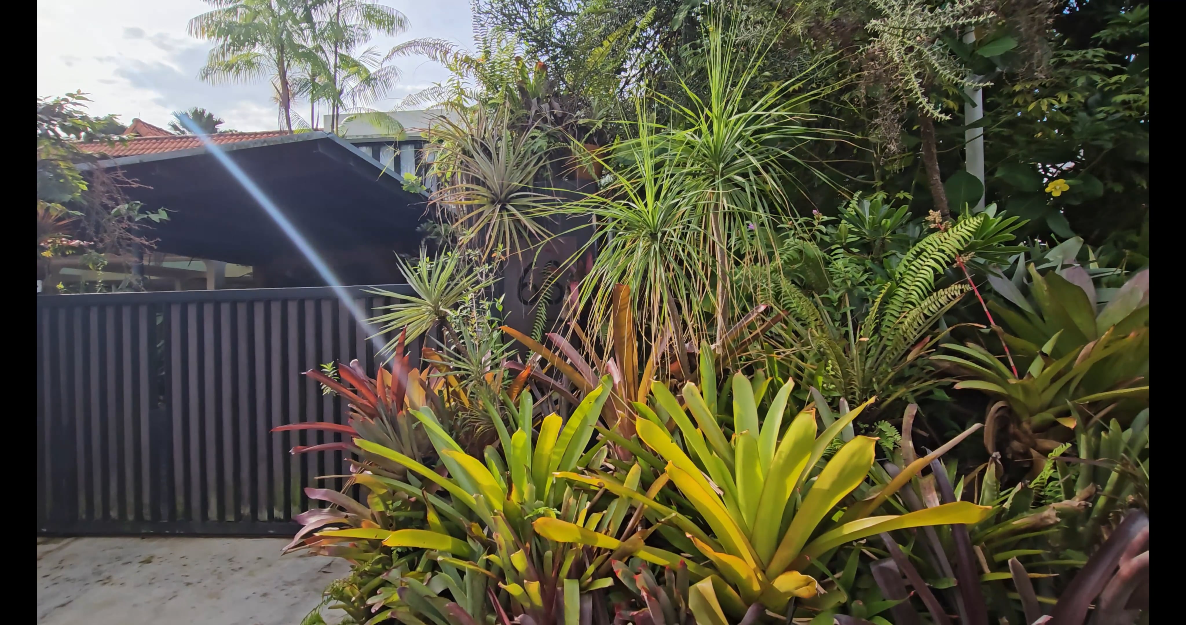 S1E11 Inside a DIY Jungle Garden Where Art, Plants, and Wildlife Coexist