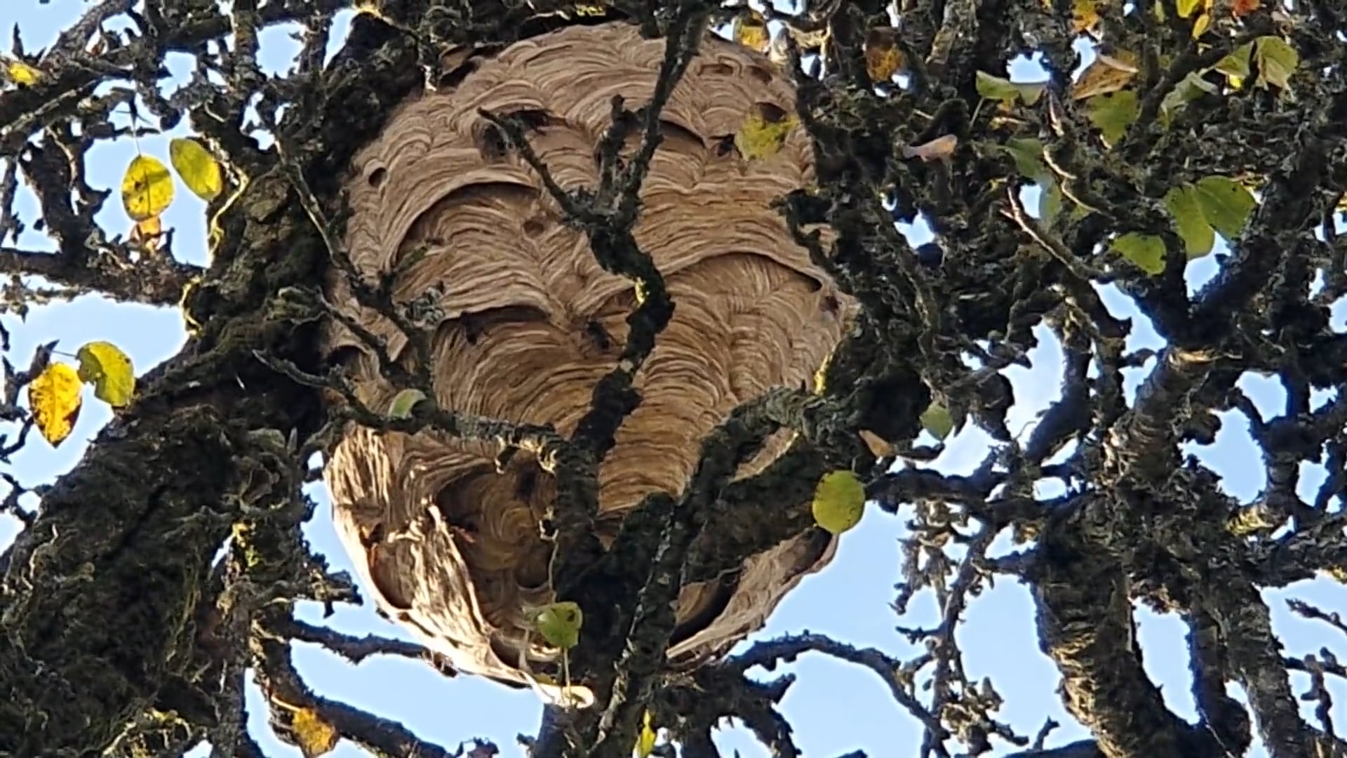 S1E15 Autumn Gardening Adventures: Preparing for Winter