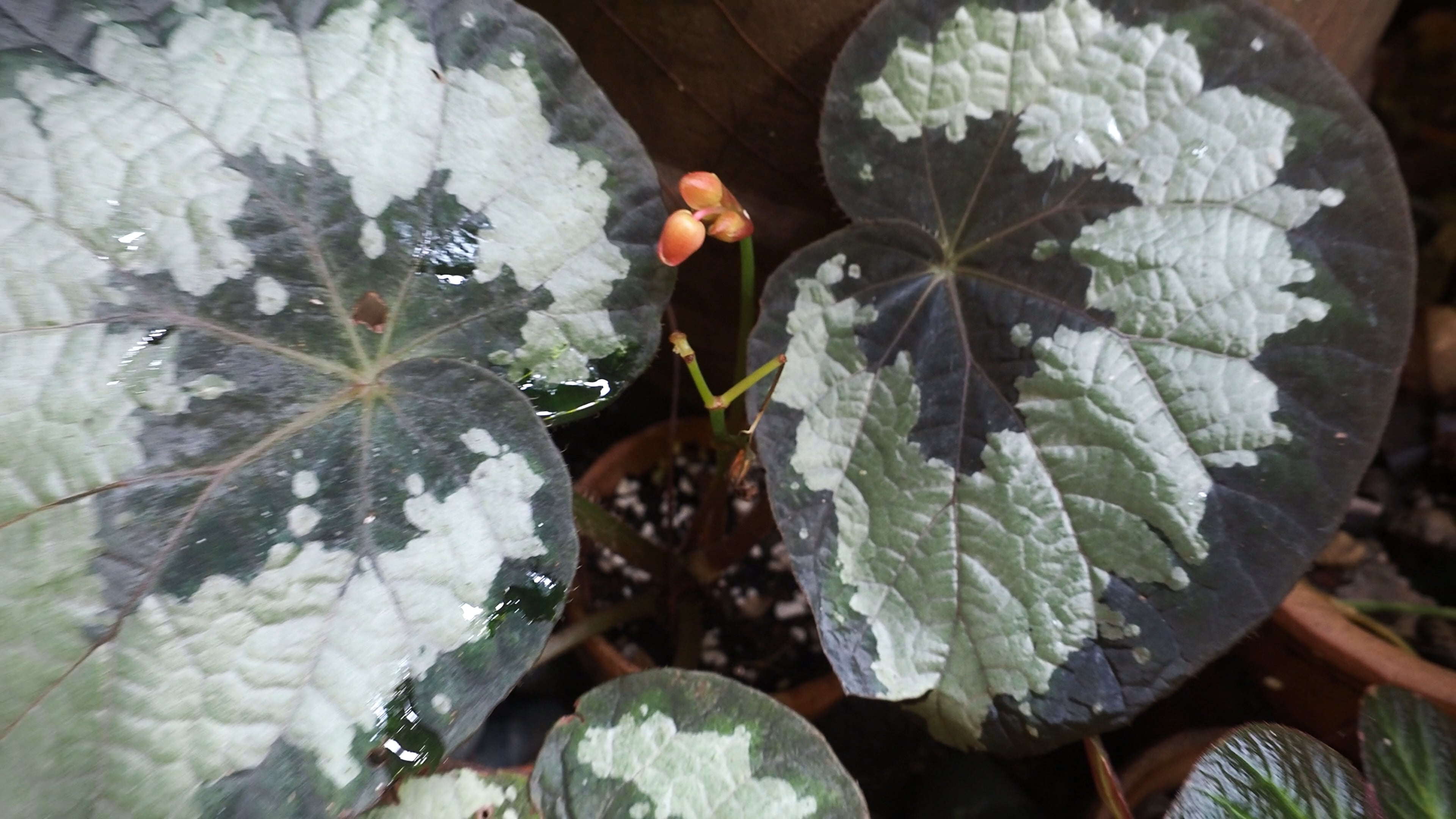 S1E9 Oxford Botanist visits DIY Tropical Garden