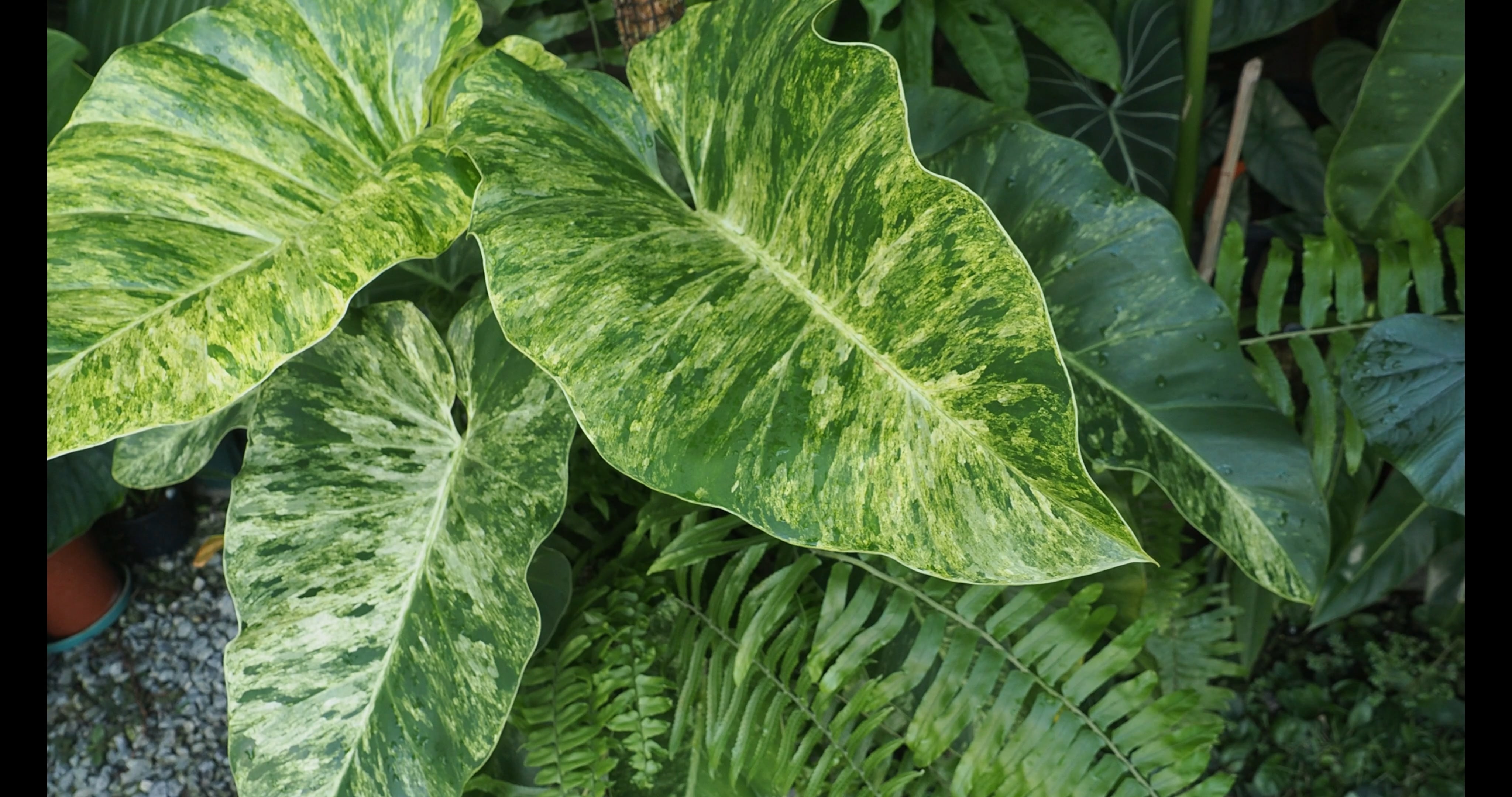 S1E2 Dreaming Big in a Tiny Tropical Garden