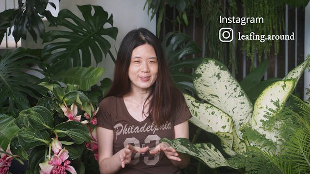 S1E3 Transform Your Tropical Garden: ...
