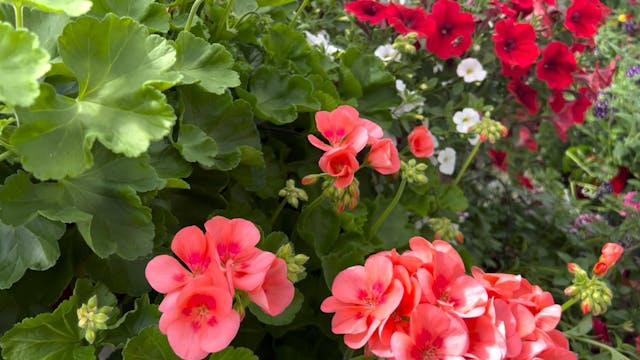 S3E18 Sustainable Gardening Practices...