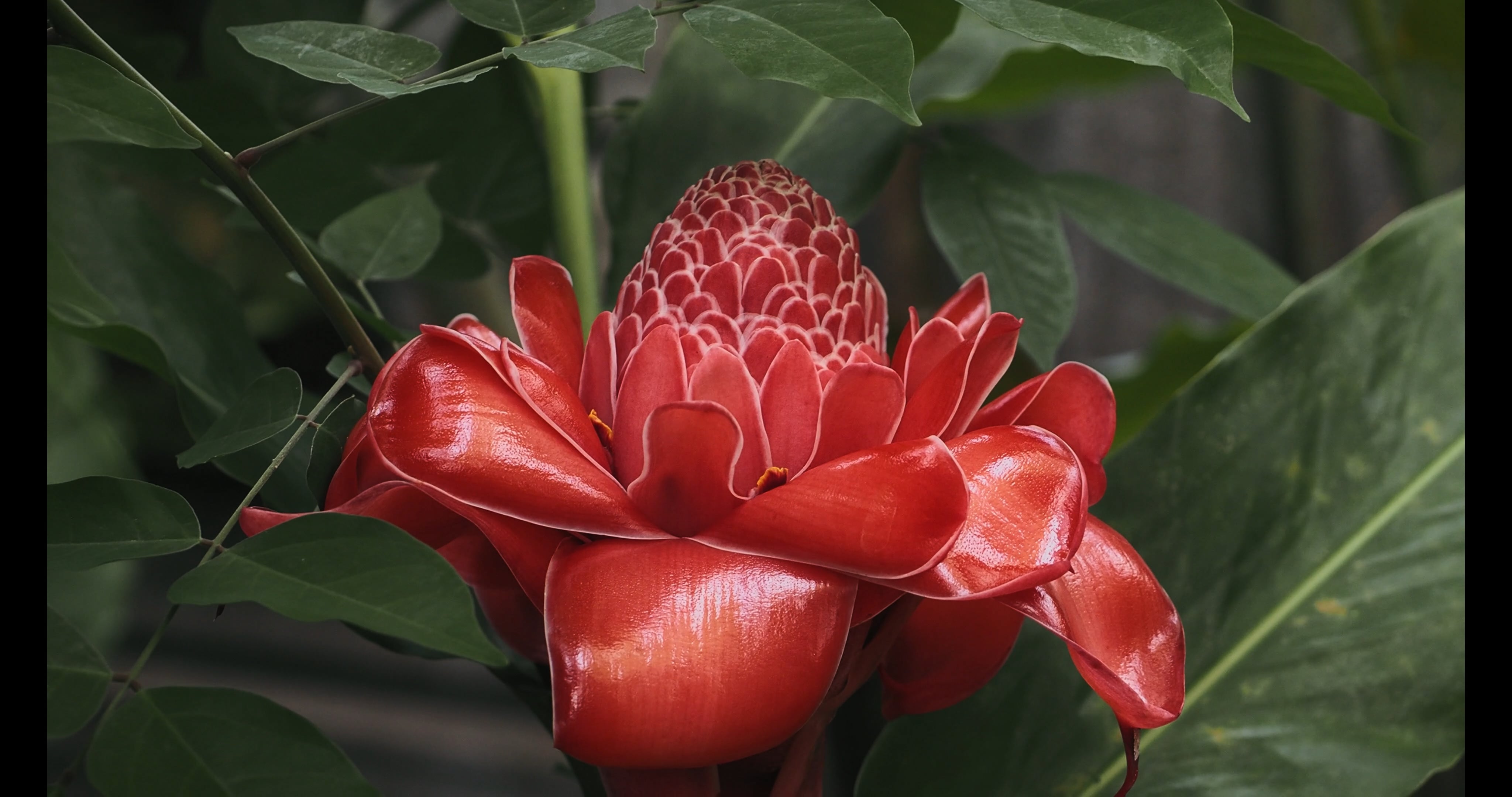 S1E10 A Borneo Private Garden