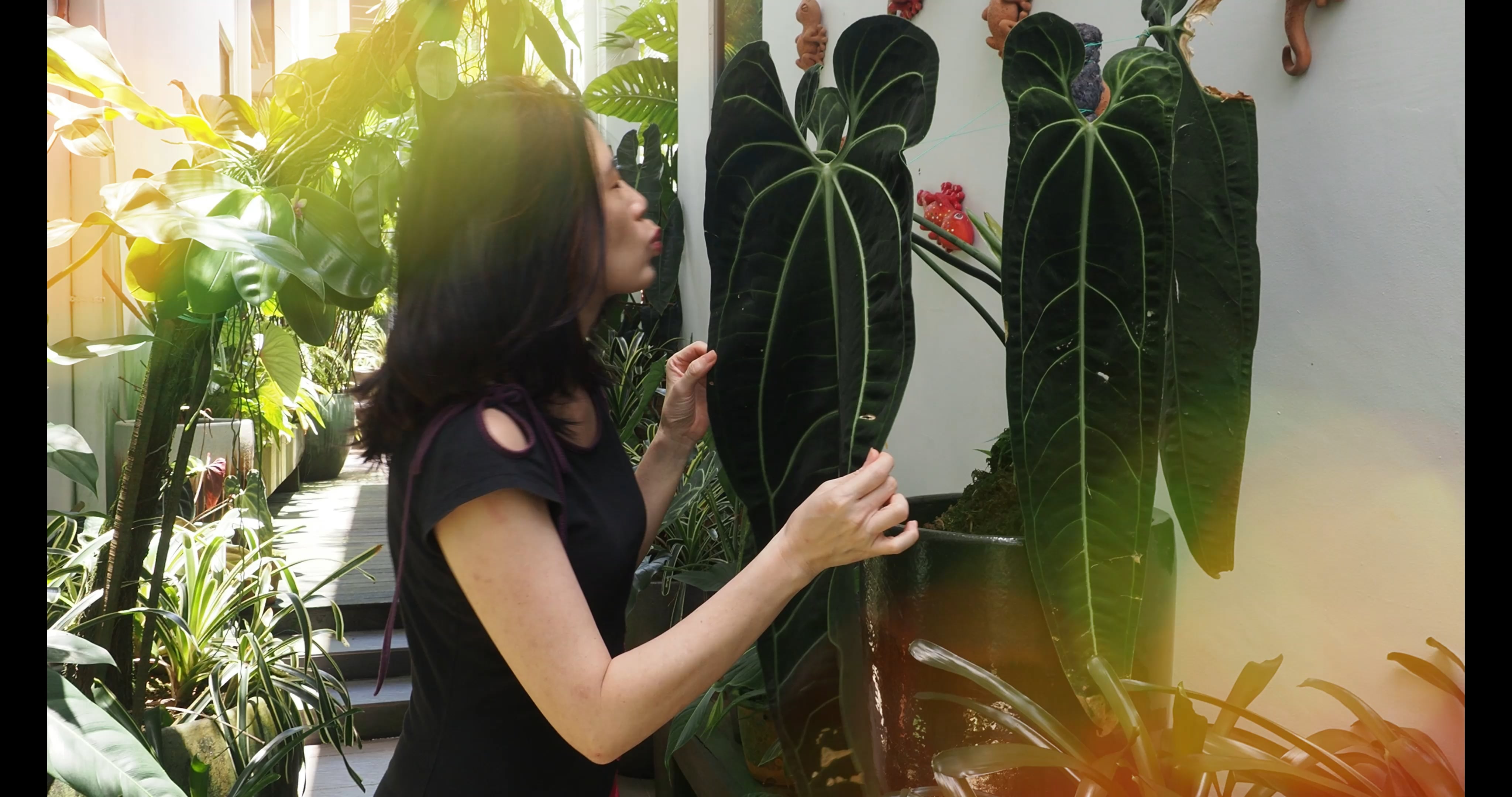 S1E4 A Lush Borneo Garden Where Tropical Plants Take Center Stage