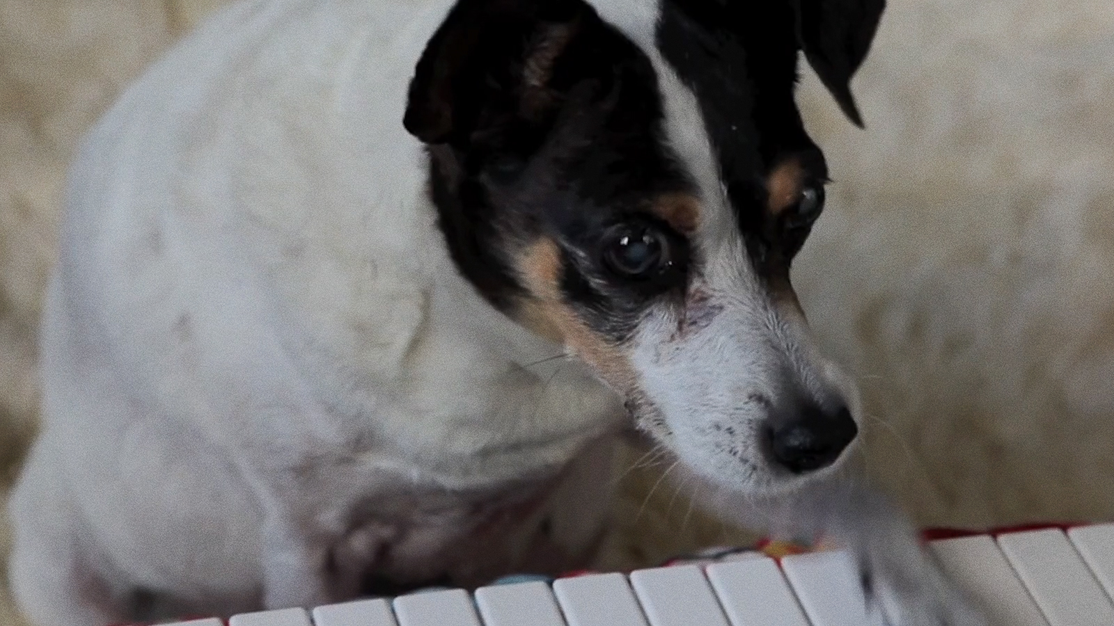 Lolabelle’s Christmas Card