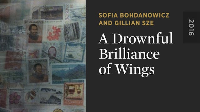A Drownful Brilliance of Wings