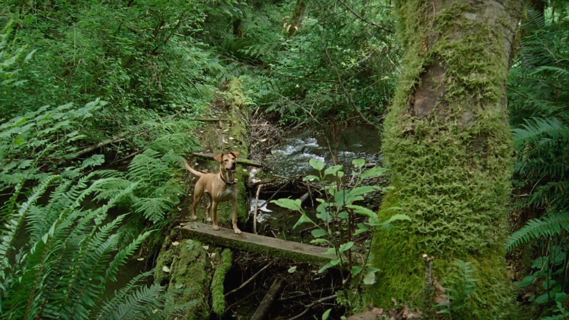 Kelly Reichardt on OLD JOY