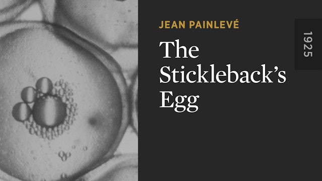 The Stickleback’s Egg